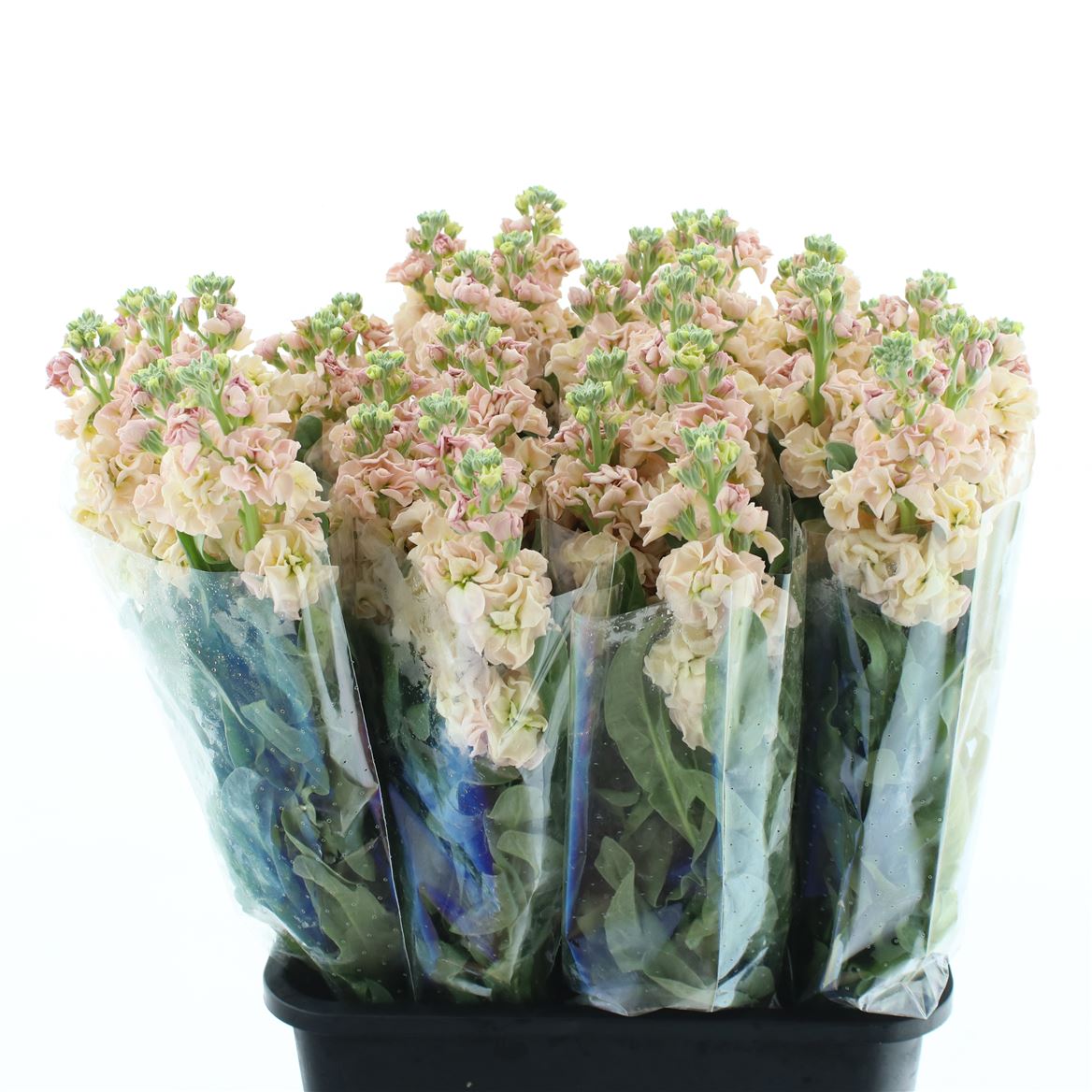 Matthiola Iron Apricot 60cm