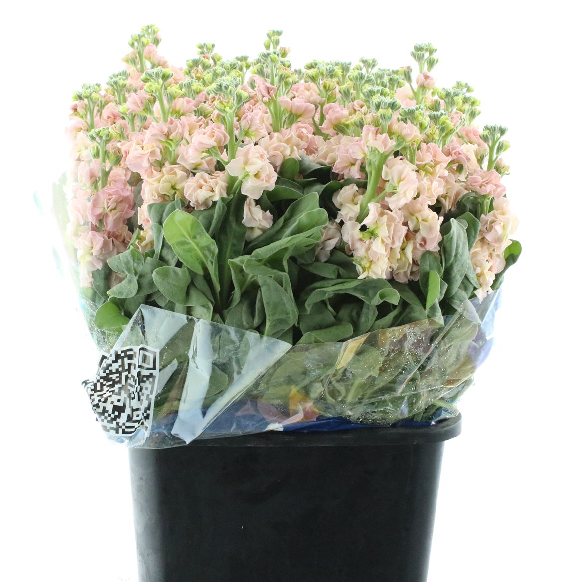 Matthiola Iron Apricot 60cm