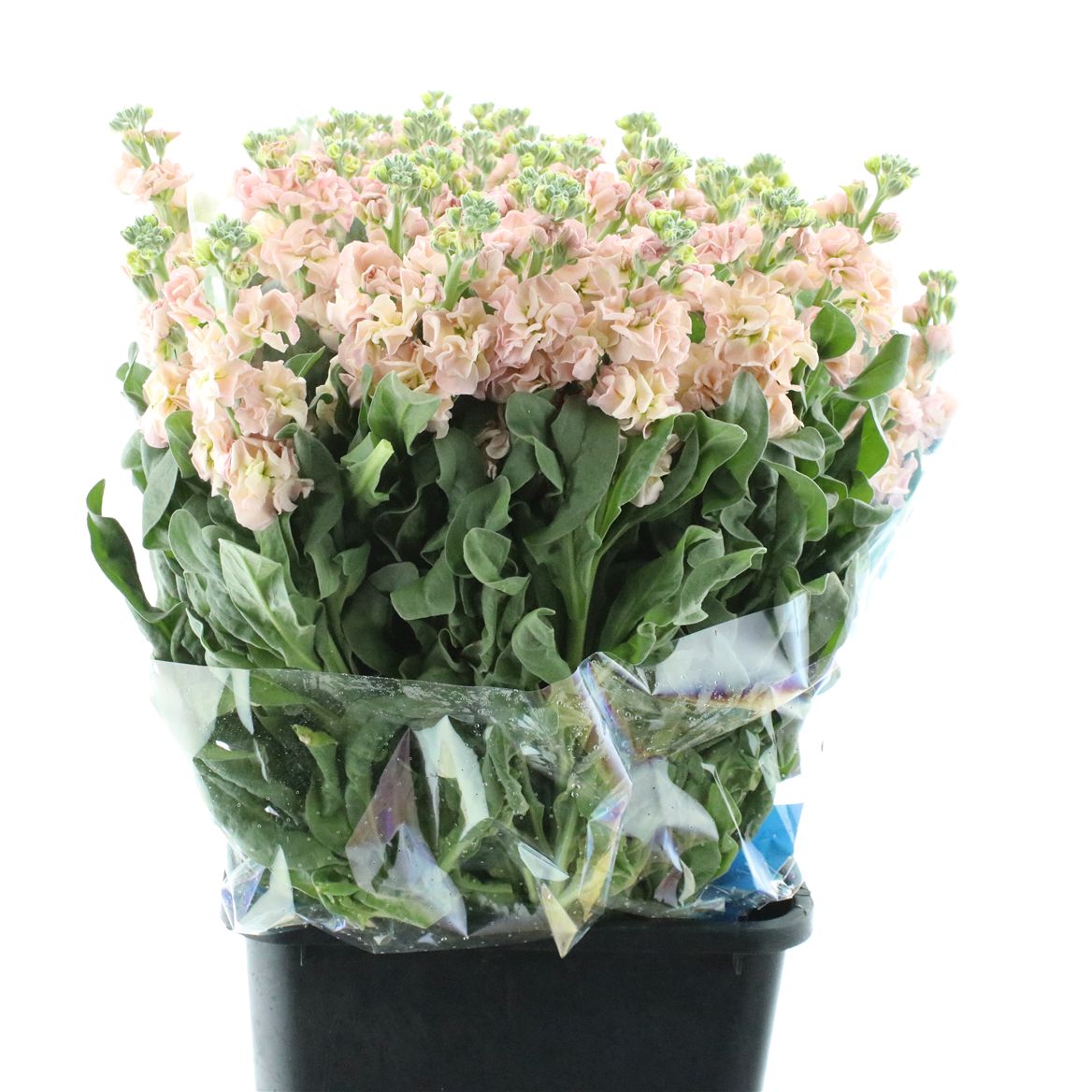 Matthiola Iron Apricot 65cm