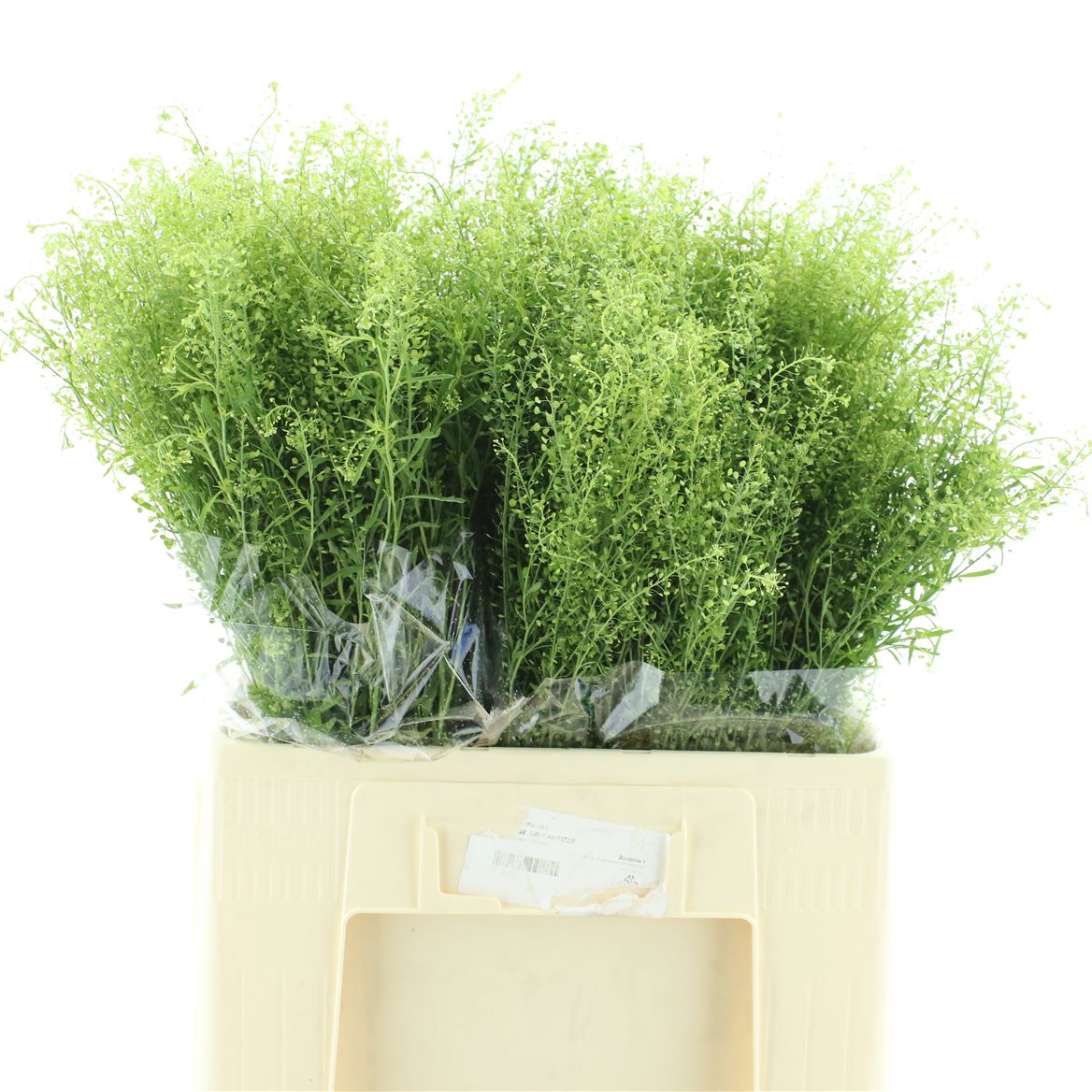 Lepidium Virginicum Green Dragon 70cm 25gr.