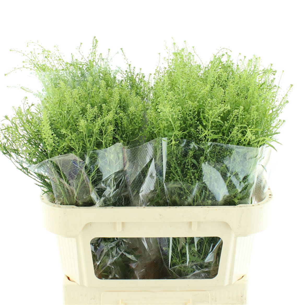 Lepidium Virginicum Green Dragon 70cm 25gr.