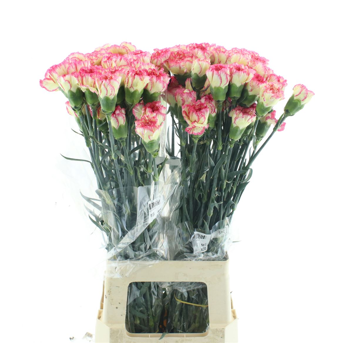 Dianthus Single Spritz 70cm