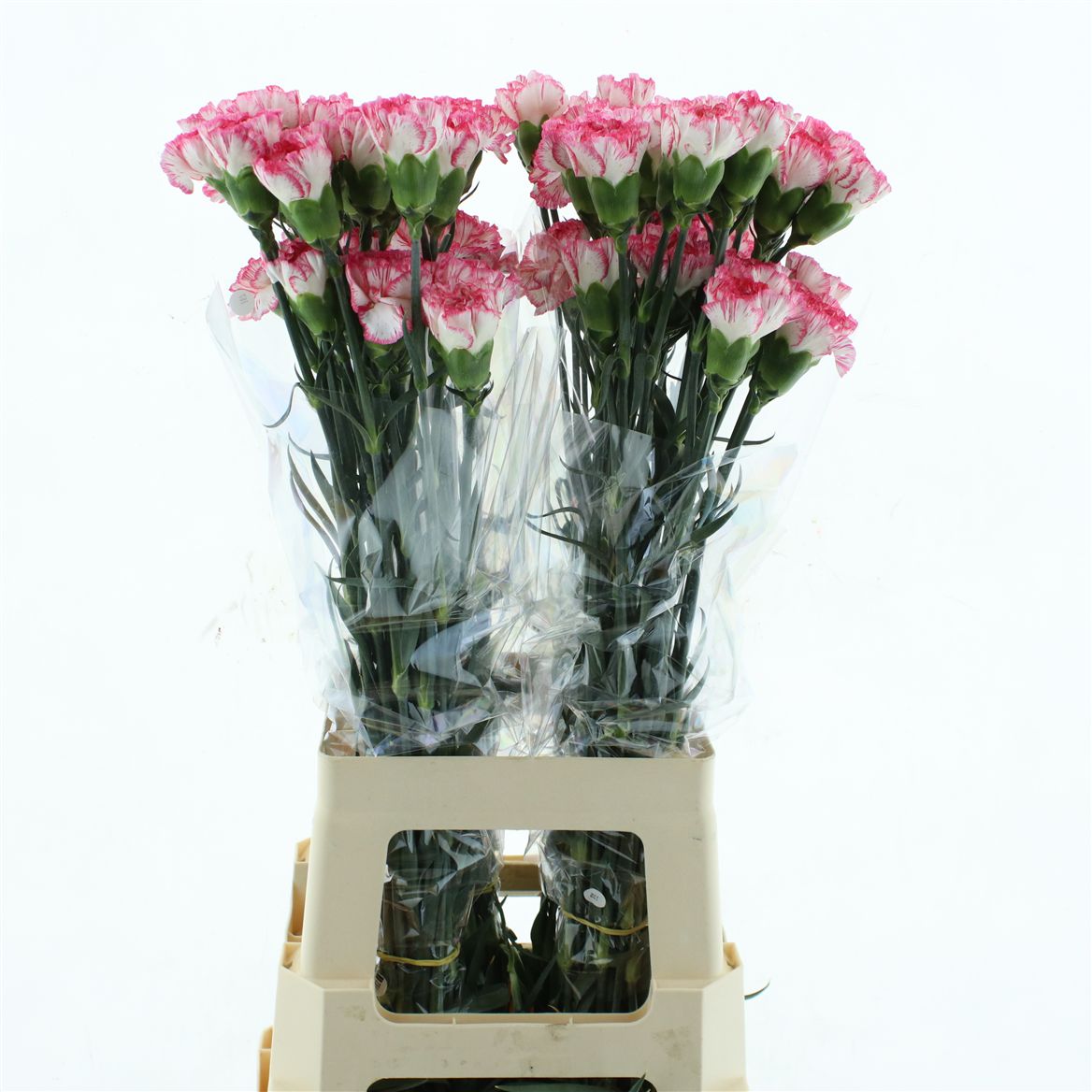Dianthus Single Spritz 70cm