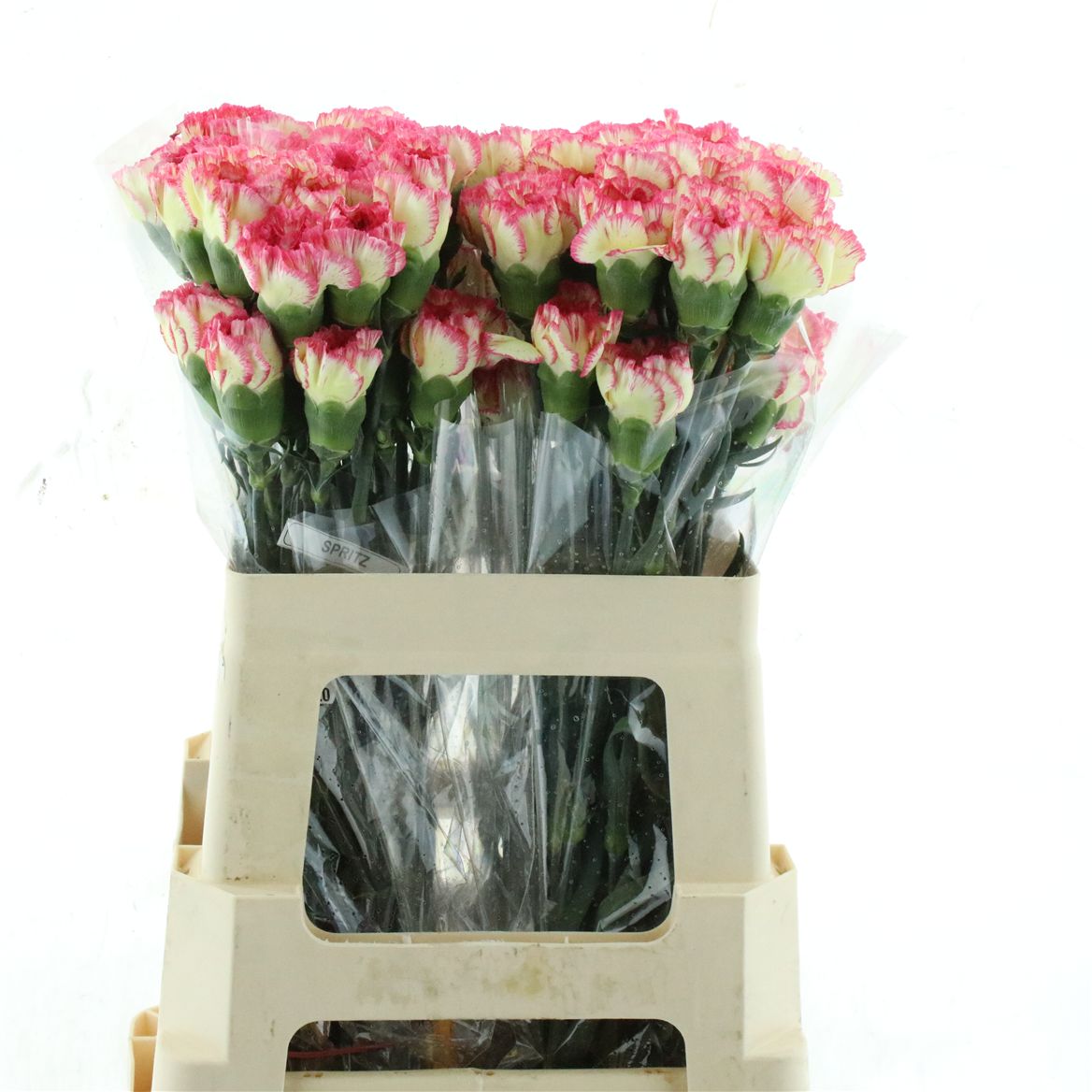 Dianthus Single Spritz 55cm