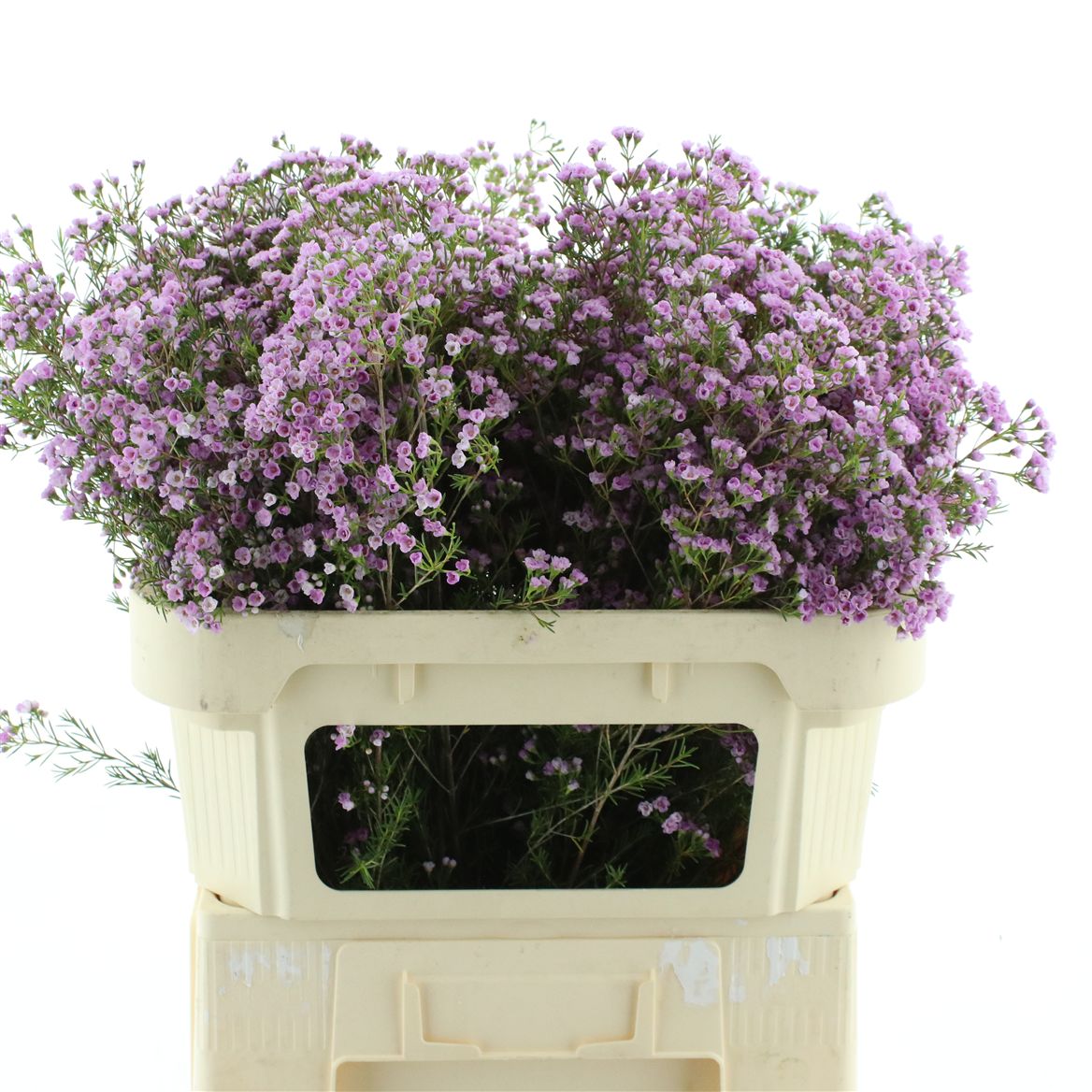 Chamelaucium Pirouette 70cm 55gr.