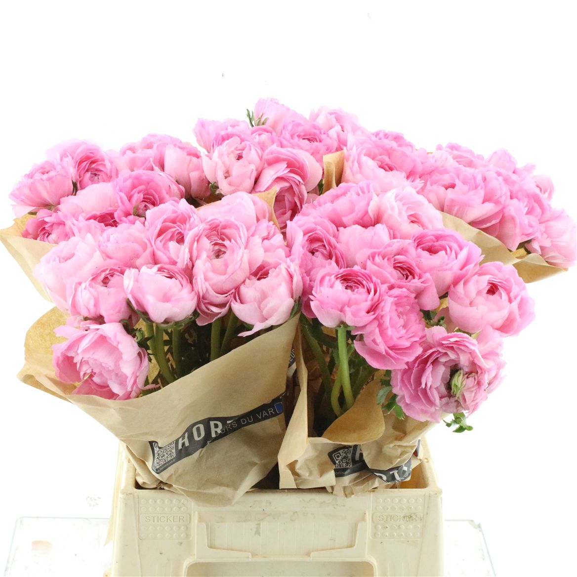 Ranunculus Success Rosa 418 45cm 55gr.