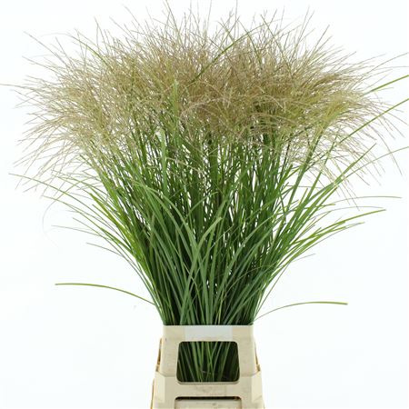 Mischanthus White