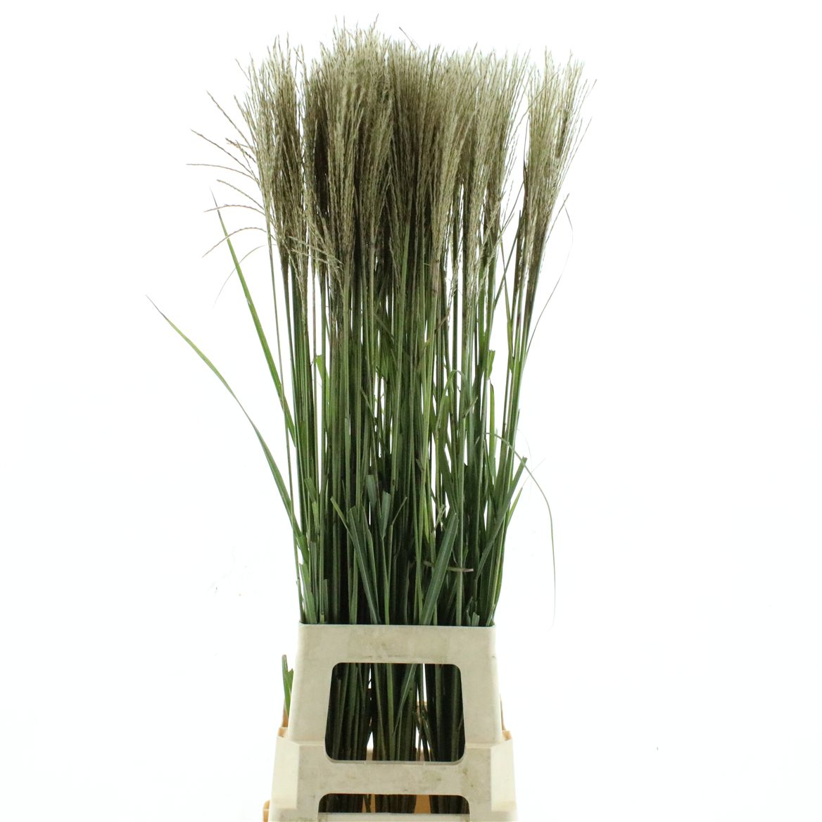 Miscanthus Sinensis 100cm