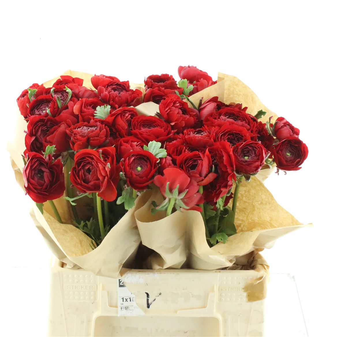 Ranunculus Success Tango 45cm 60gr.
