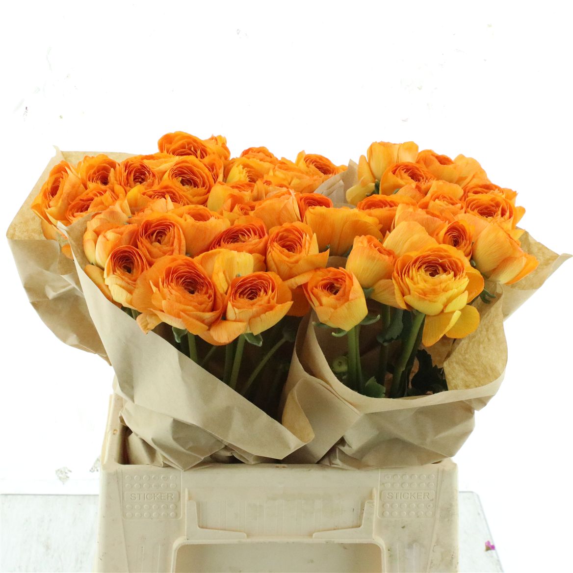 Ranunculus Success Lambada 40cm 60gr.
