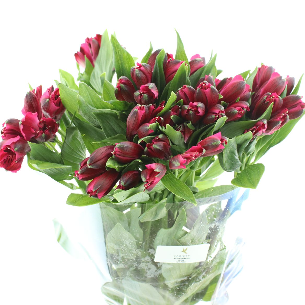 Alstroemeria Lucia 80cm 50gr.