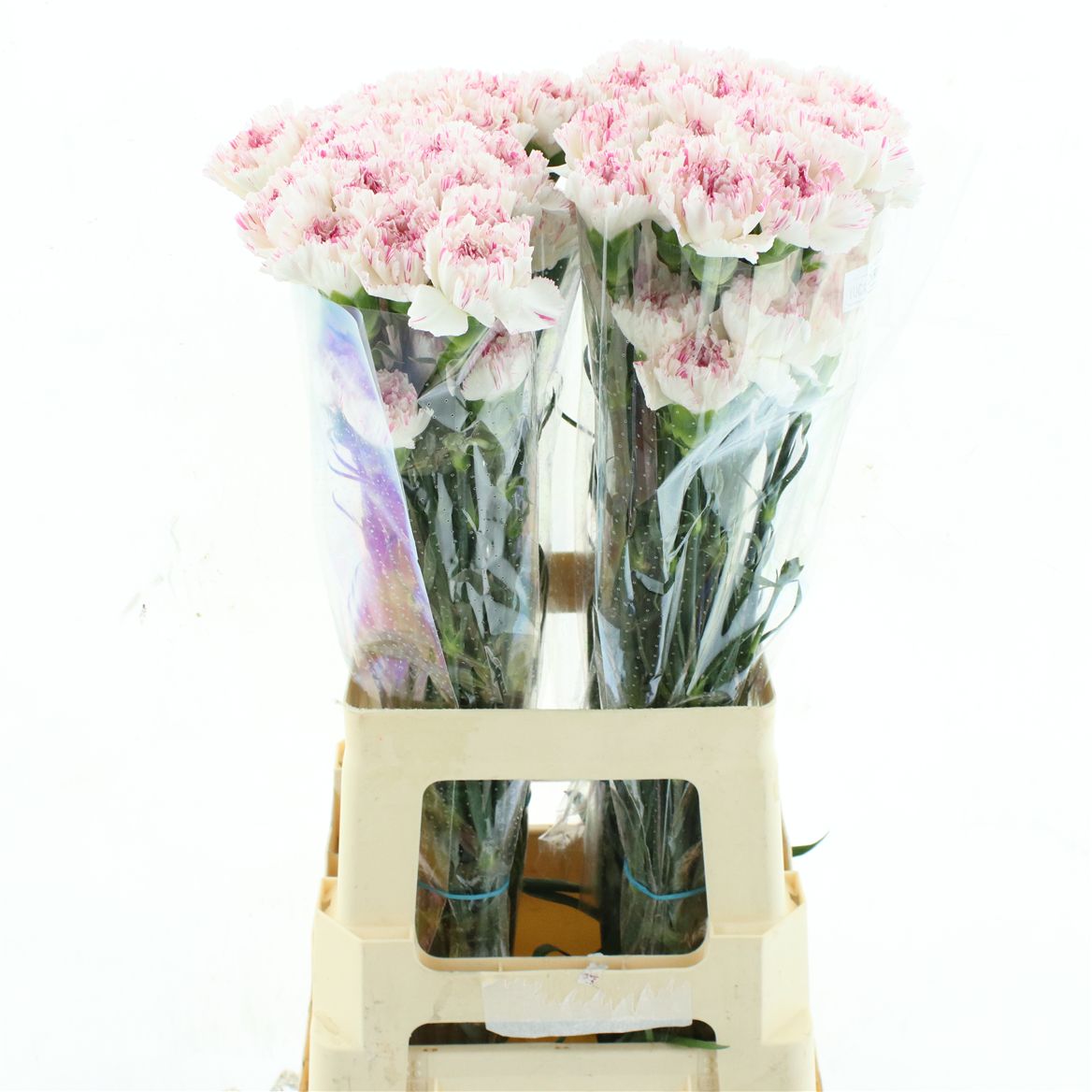 Dianthus Single Yukari Cherry 65cm