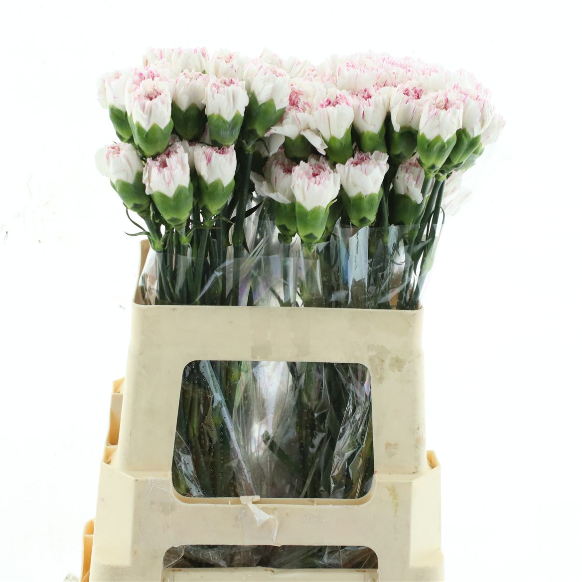Dianthus Single Yukari Cherry 55cm