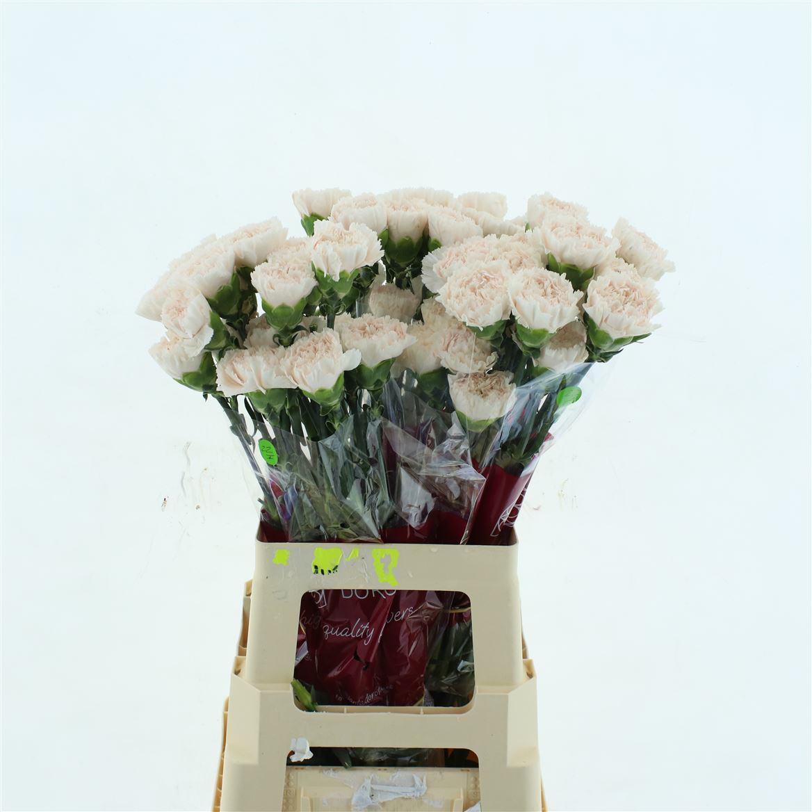 Dianthus Single Brut 70cm