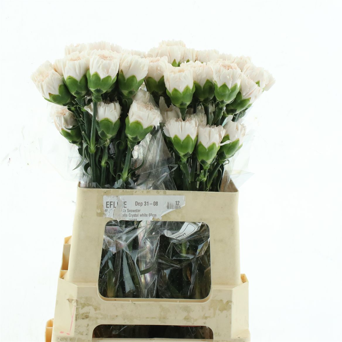 Dianthus Single Brut 55cm