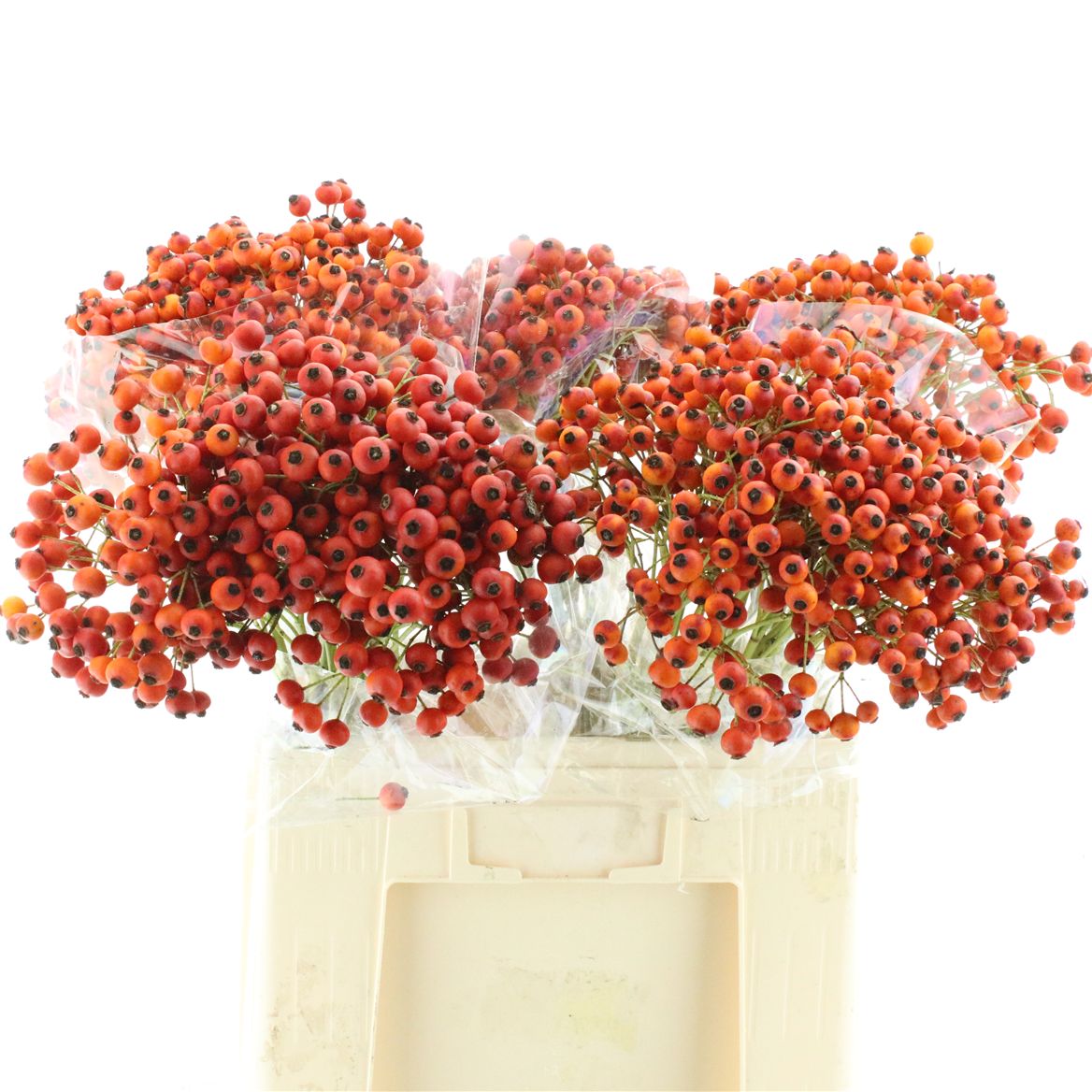 Rosa Mandarin Hiphop 60cm