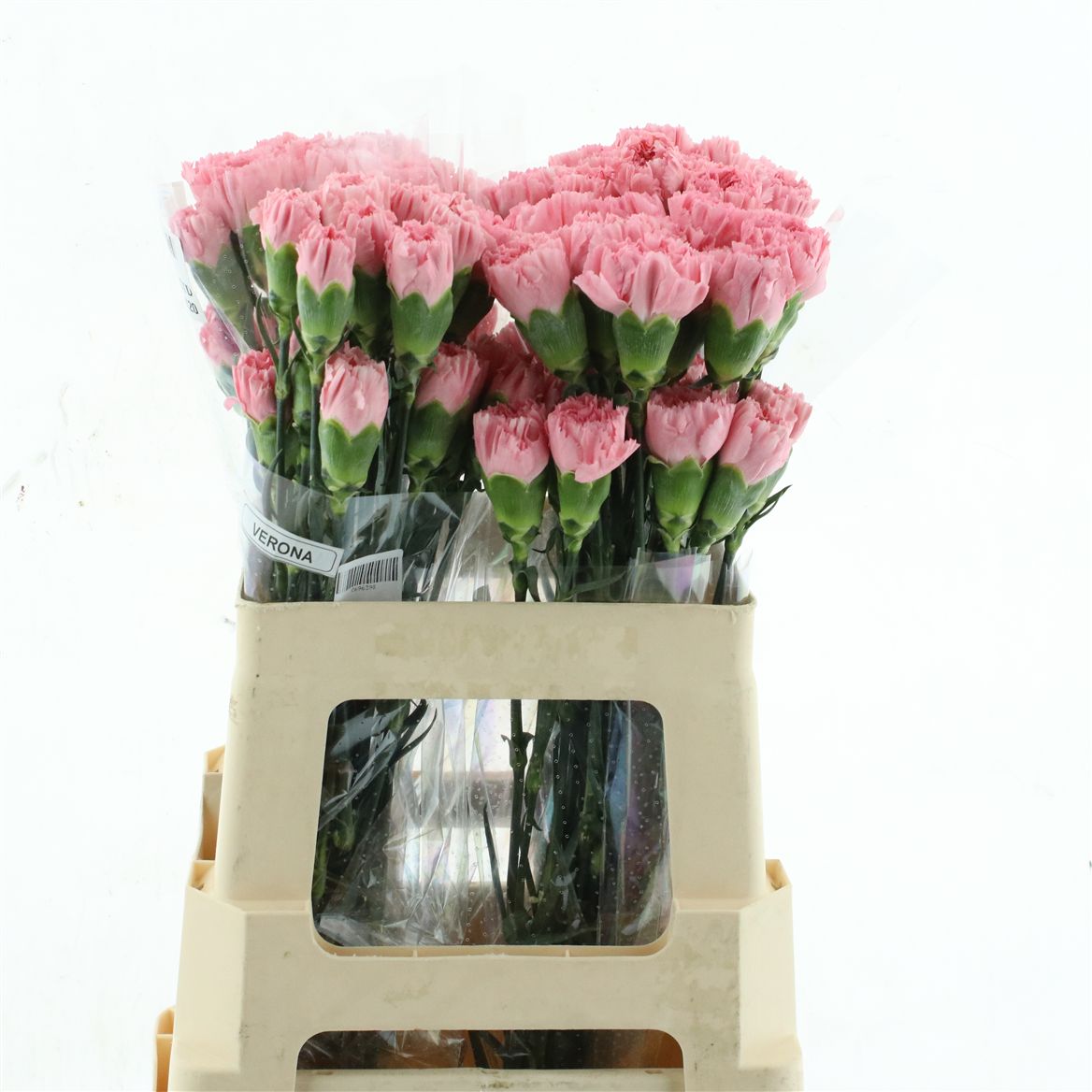 Dianthus Single Lotus 55cm