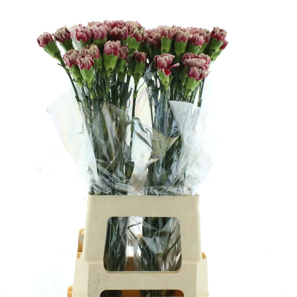 Dianthus Single Merlet Cherry 70cm