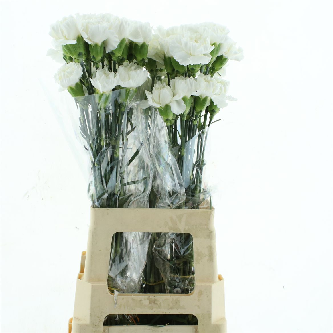 Dianthus Single Polar Route 70cm