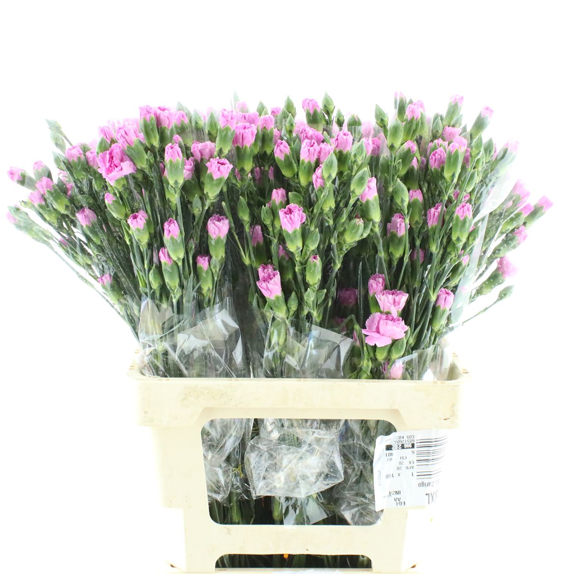 Dianthus Spray Nenufar 65cm