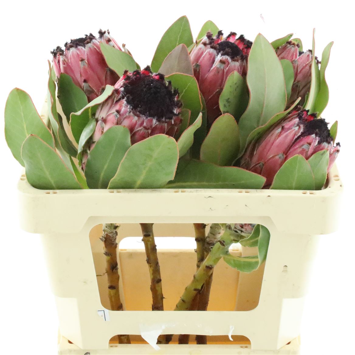 Protea Magnifica Mountain Queen 50cm