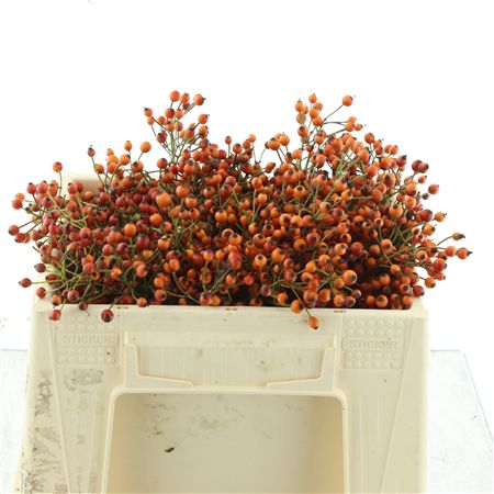 Rosa Prinsberry Oran