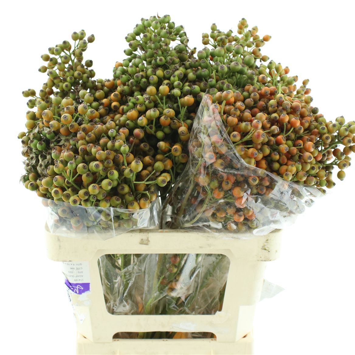 Rosa Magical Autumns Fame 55cm