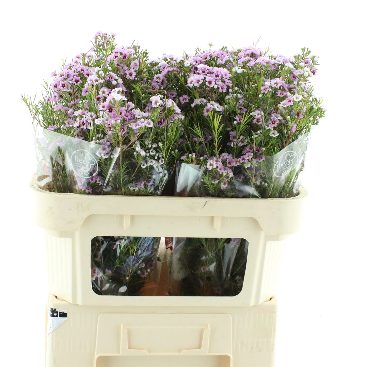 Chamelaucium Giselle 70cm 45gr.