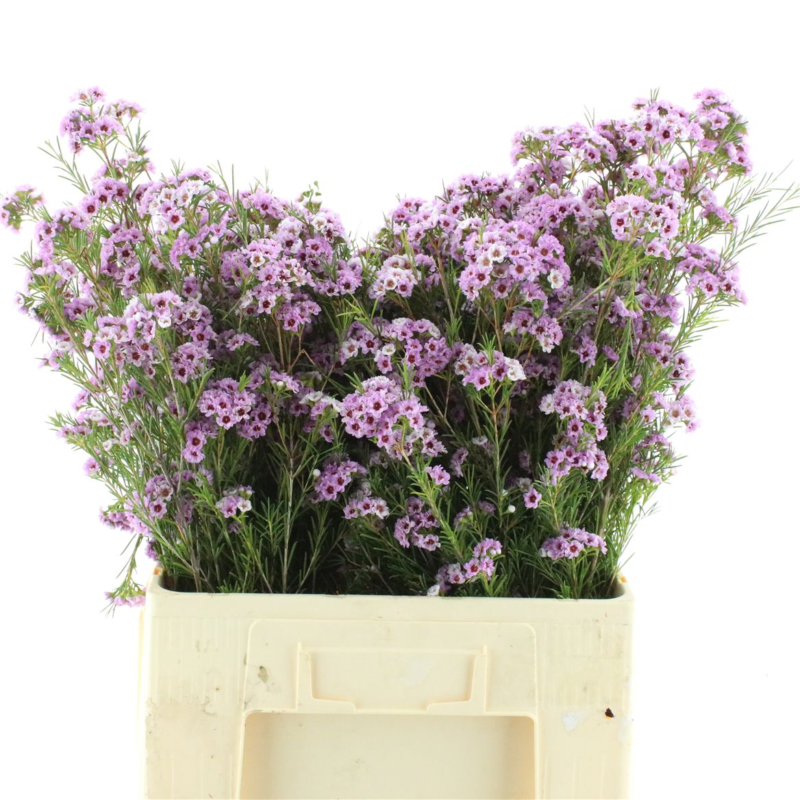 Chamelaucium Giselle 60cm 55gr.