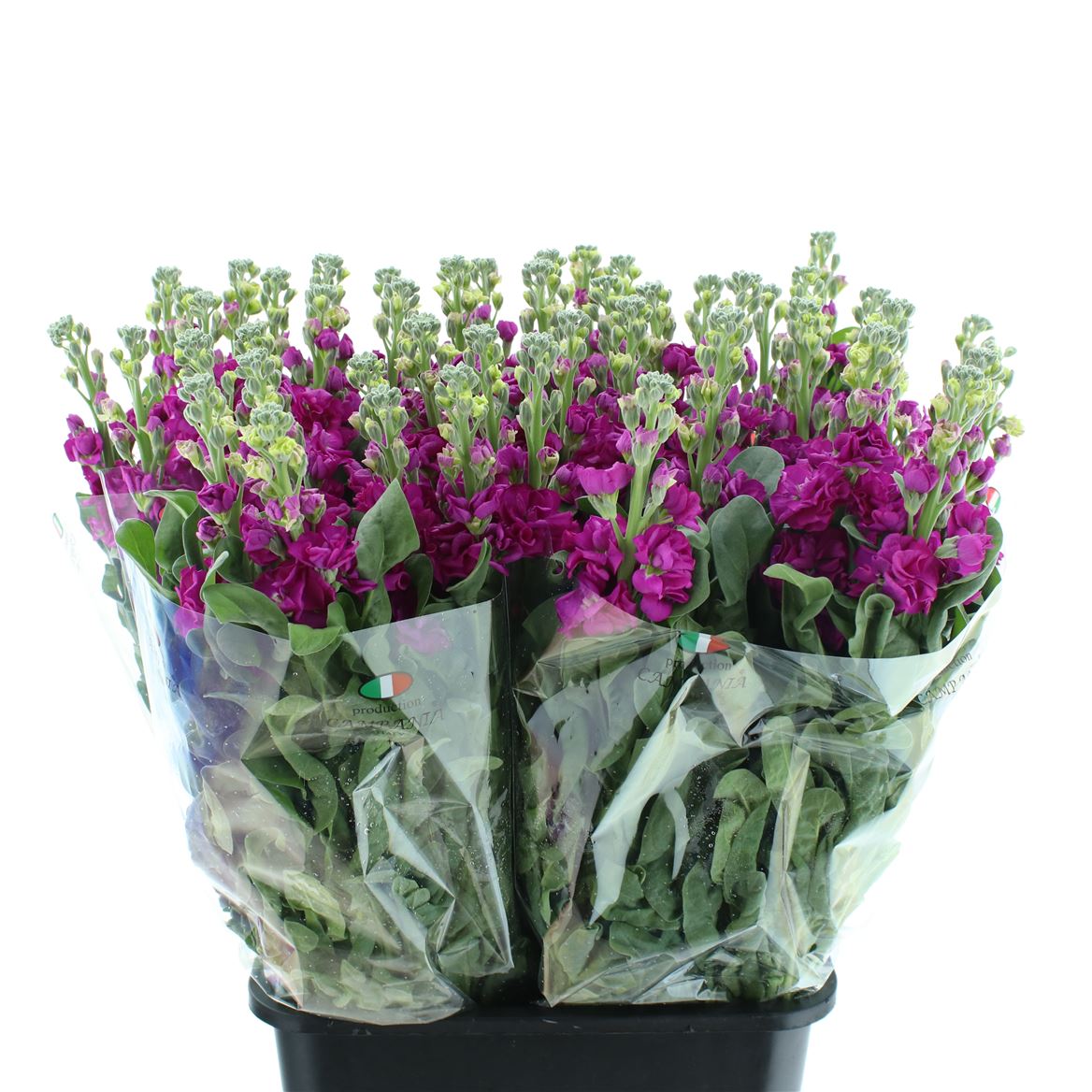 Matthiola Iron Deep Pink 65cm