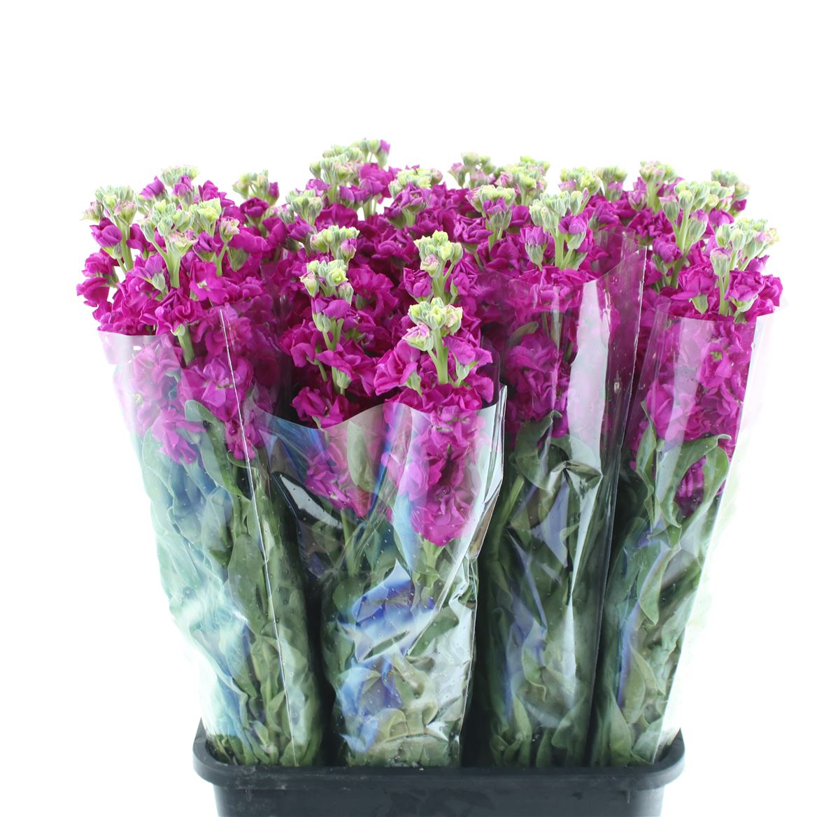 Matthiola Iron Cerise 60cm