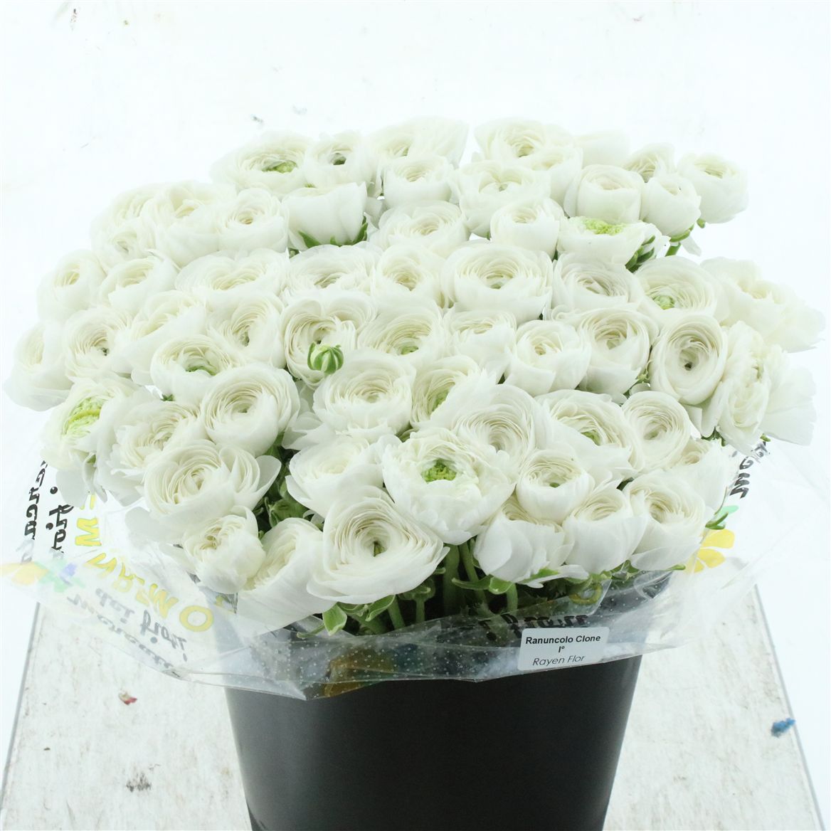 Ranunculus Success Niveo 40cm 50gr.