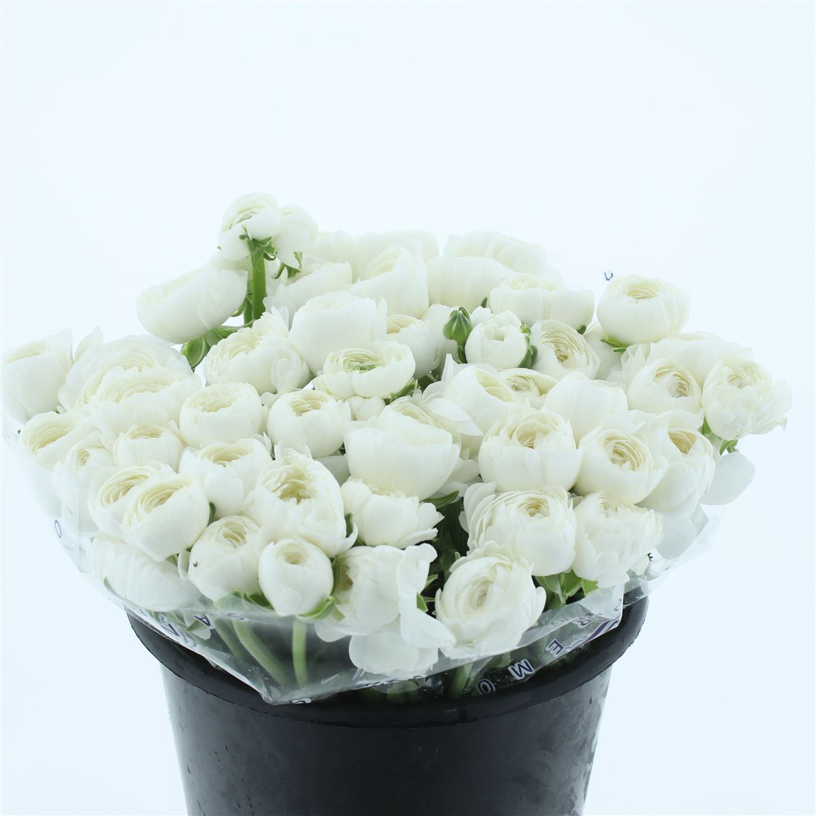 Ranunculus Success Niveo 45cm 80gr.