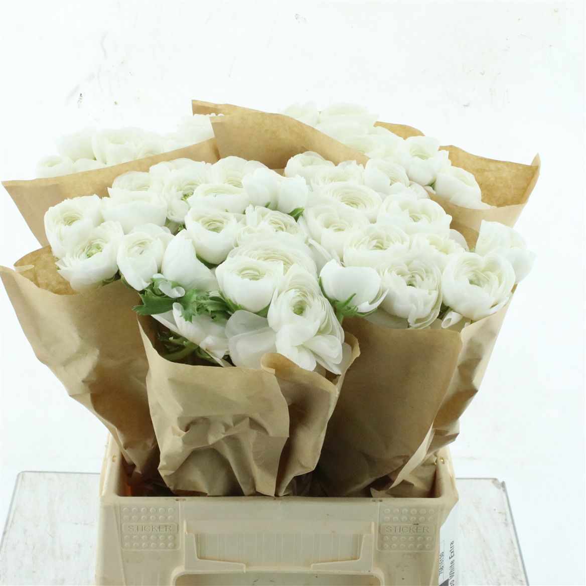 Ranunculus Success Niveo 45cm 60gr.