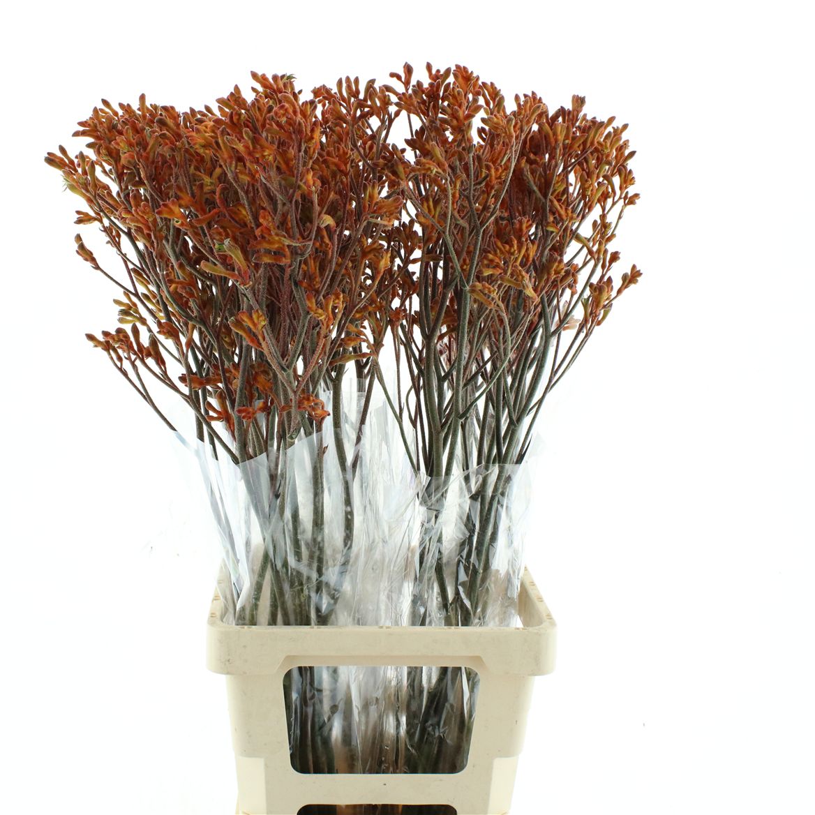 Anigozanthos Sienna Gold 80cm