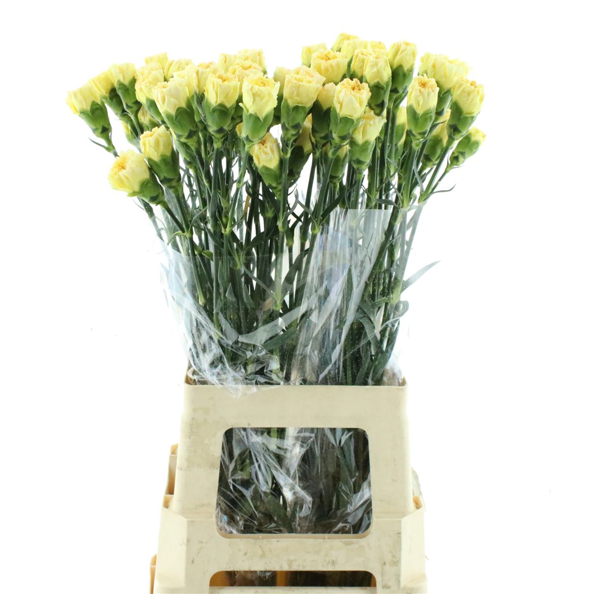Dianthus Single Golden Gate 70cm