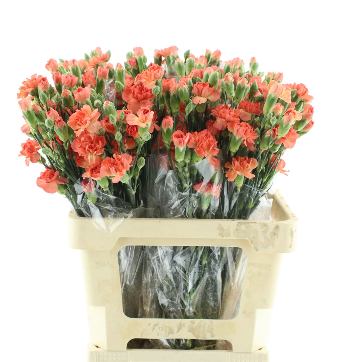 Dianthus Spray Uchuva 65cm