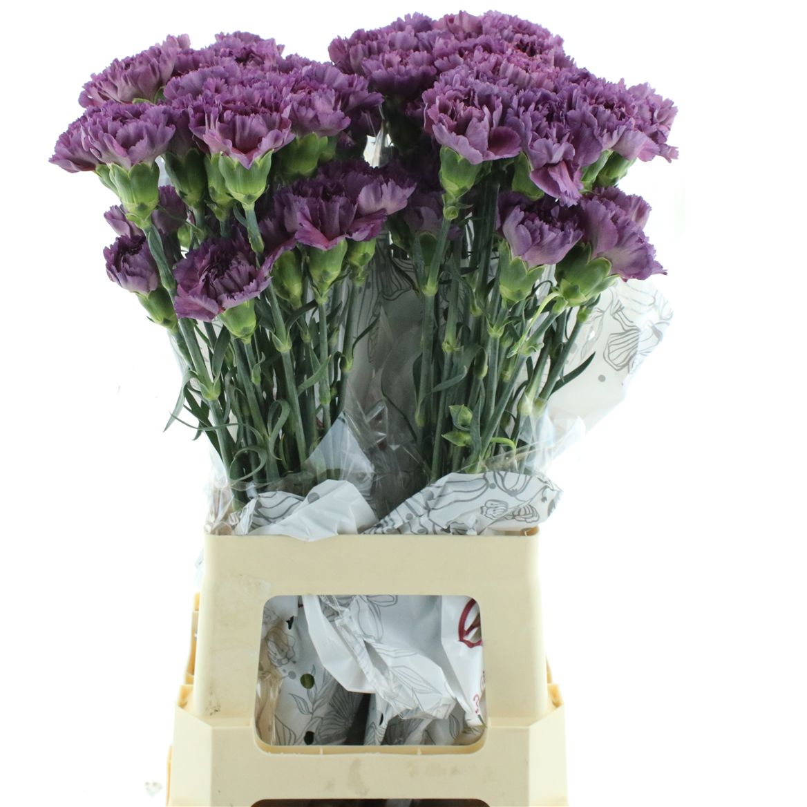 Dianthus Single Mustang 70cm