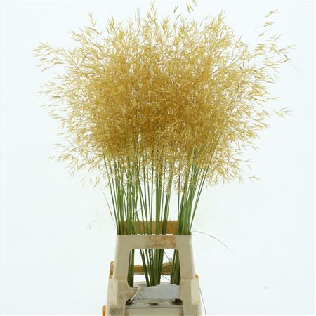 Stipa Gigantea
