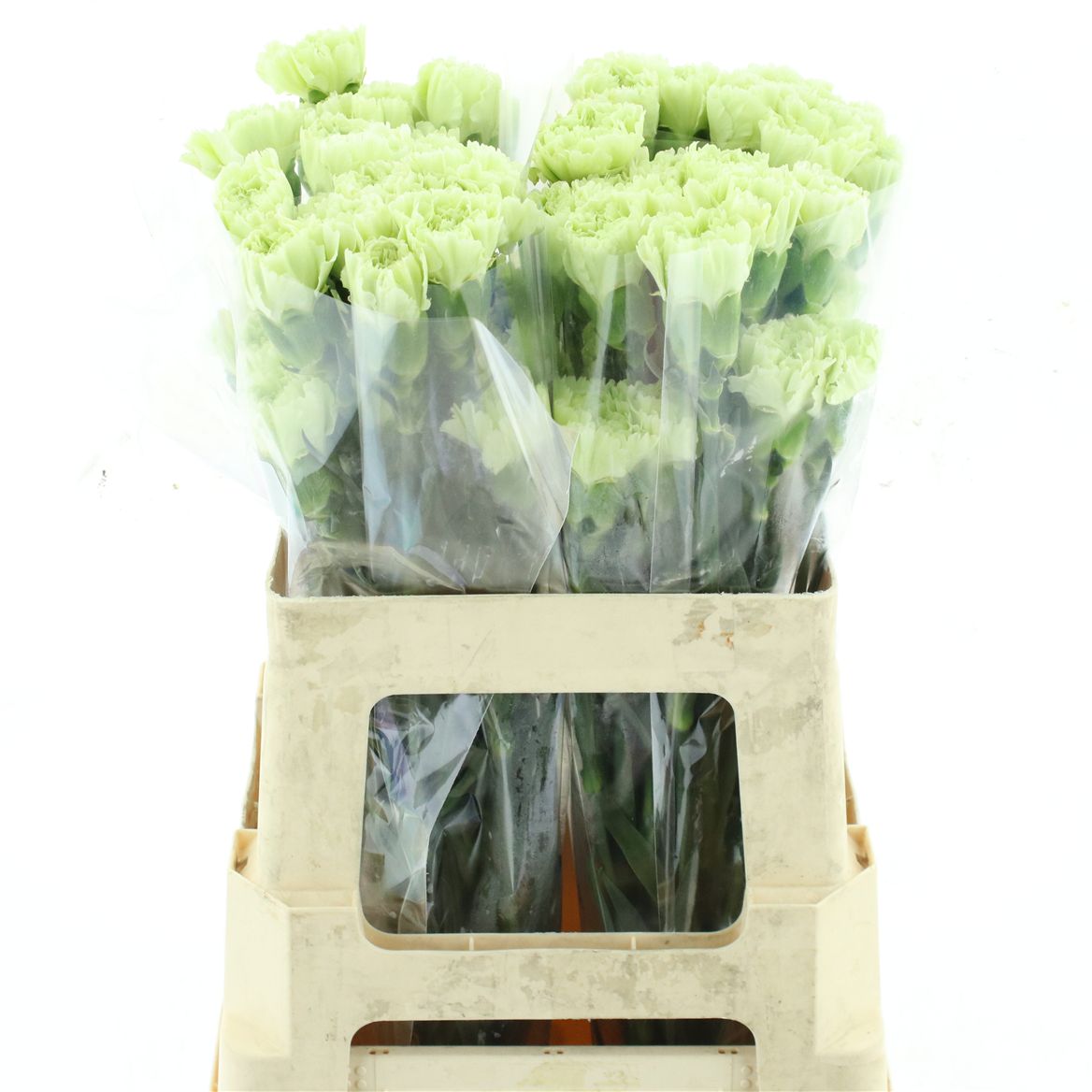 Dianthus Single Green Shot 70cm