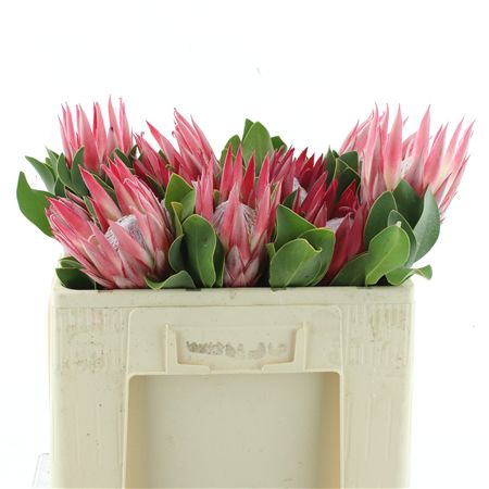 Protea Cy Clare