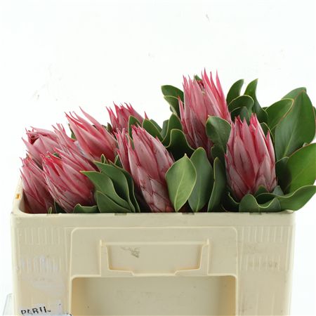 Protea Cy Clare