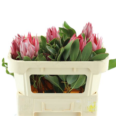 Protea Cy Clare