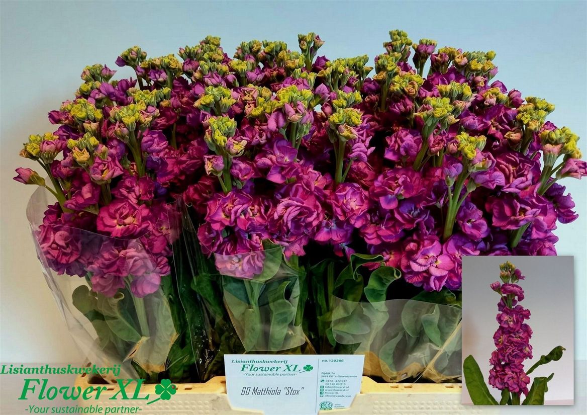 Matthiola StoX Deep Rose 56cm
