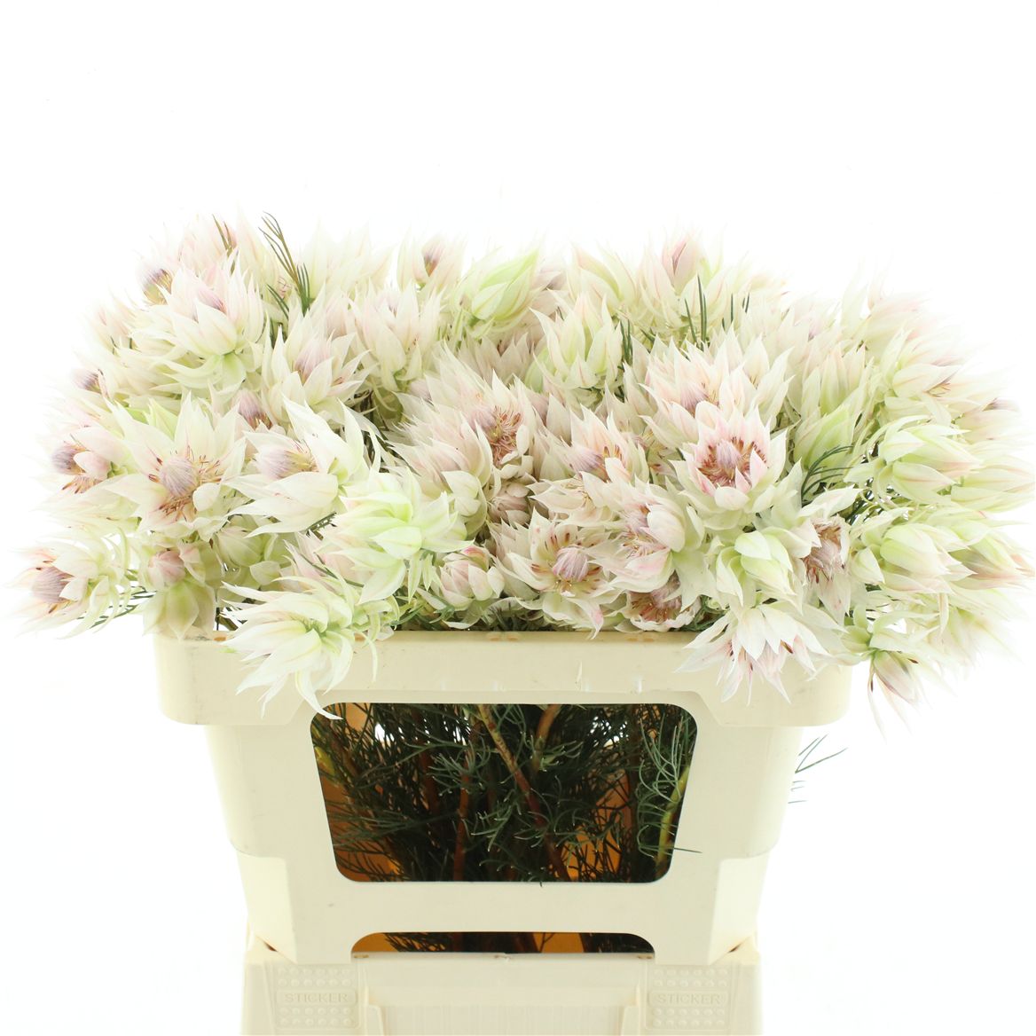 Serruria Ayoba Ice Star 40cm 23+