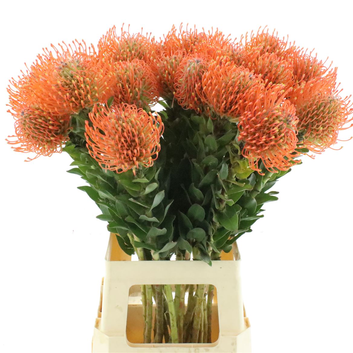 Leucospermum Ayoba Mandarin Zest 70cm