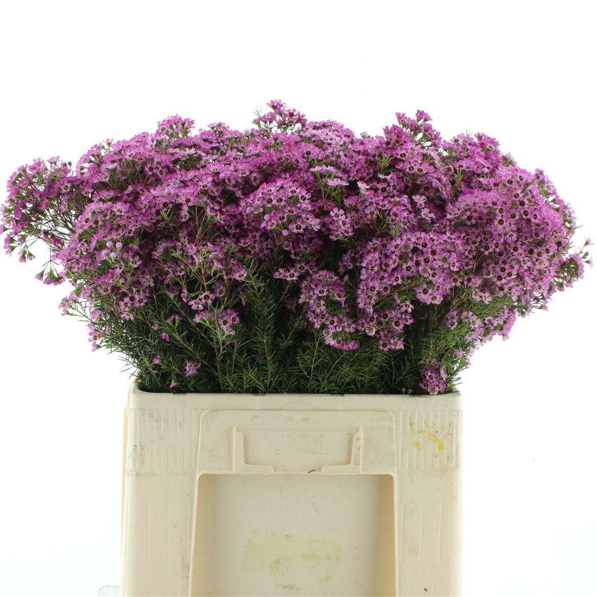 Chamelaucium Kalbarri 60cm 50gr.
