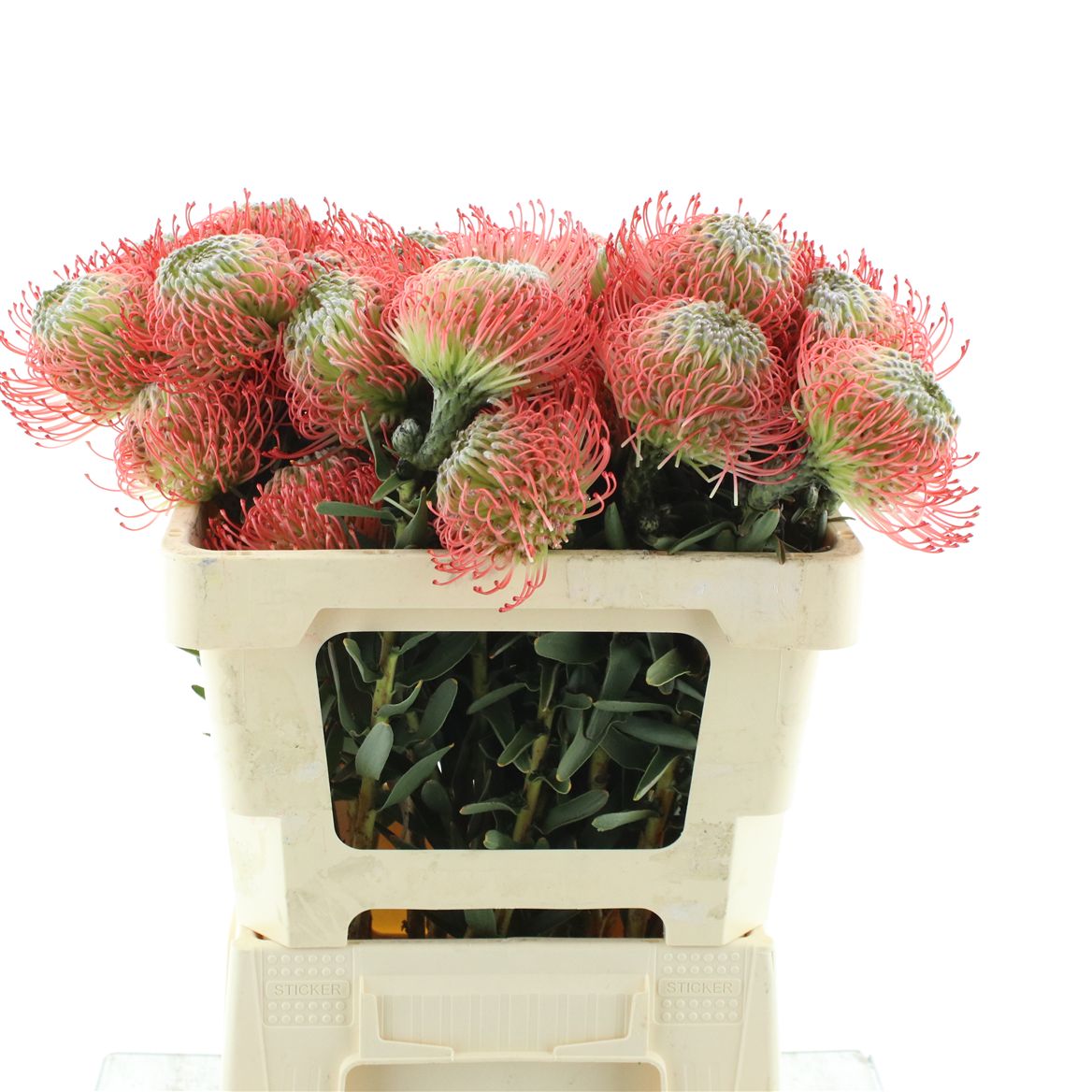 Leucospermum Ayoba Pink 50cm