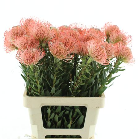 Leuco Ayoba Pink