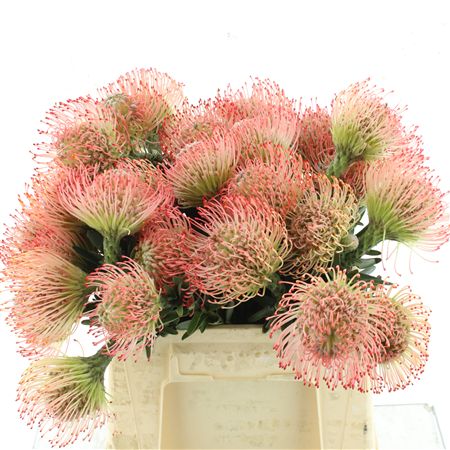 Leuco Ayoba Pink
